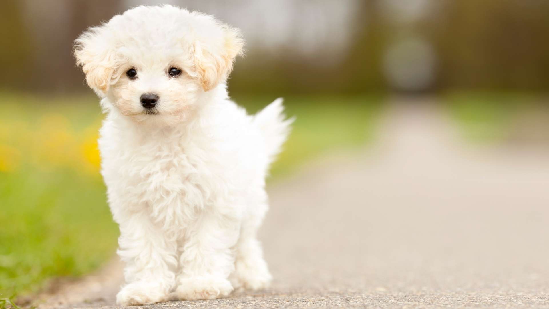 maltese terrier