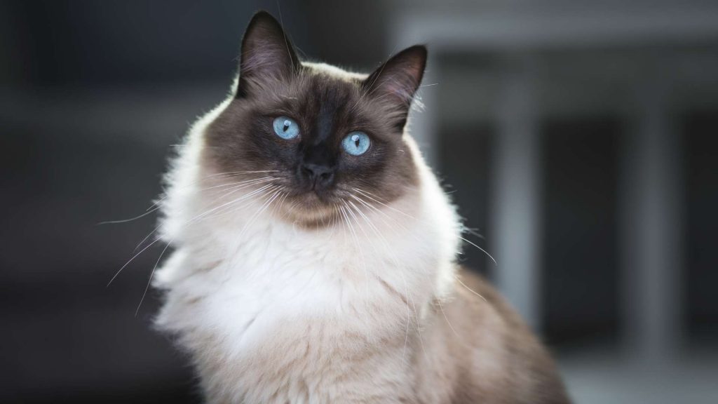 ragdoll kedisi özellikleri