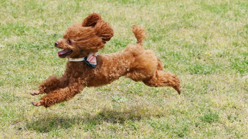 süs köpeği sahiplenme istanbul