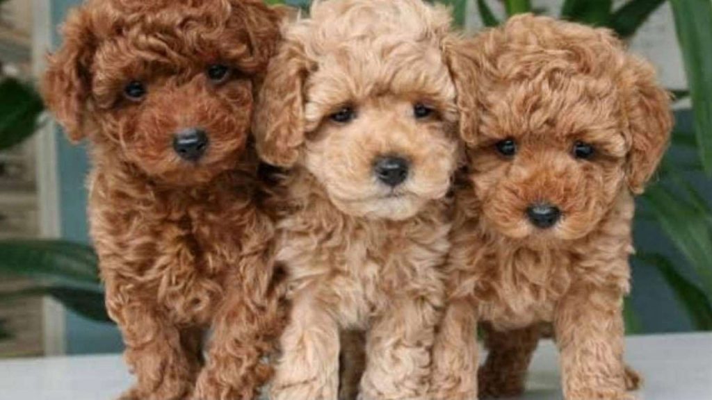 toy poodle fiyat