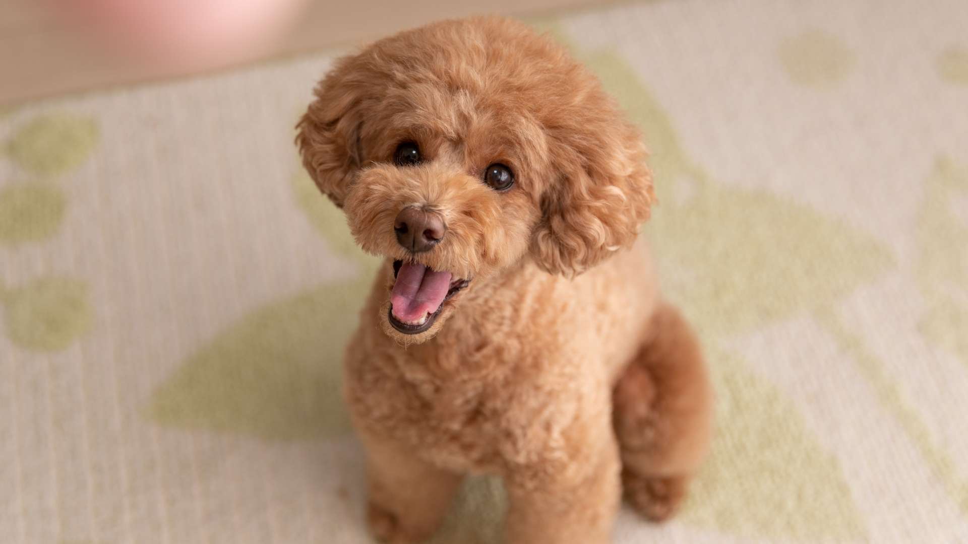 toy poodle saahiplenme