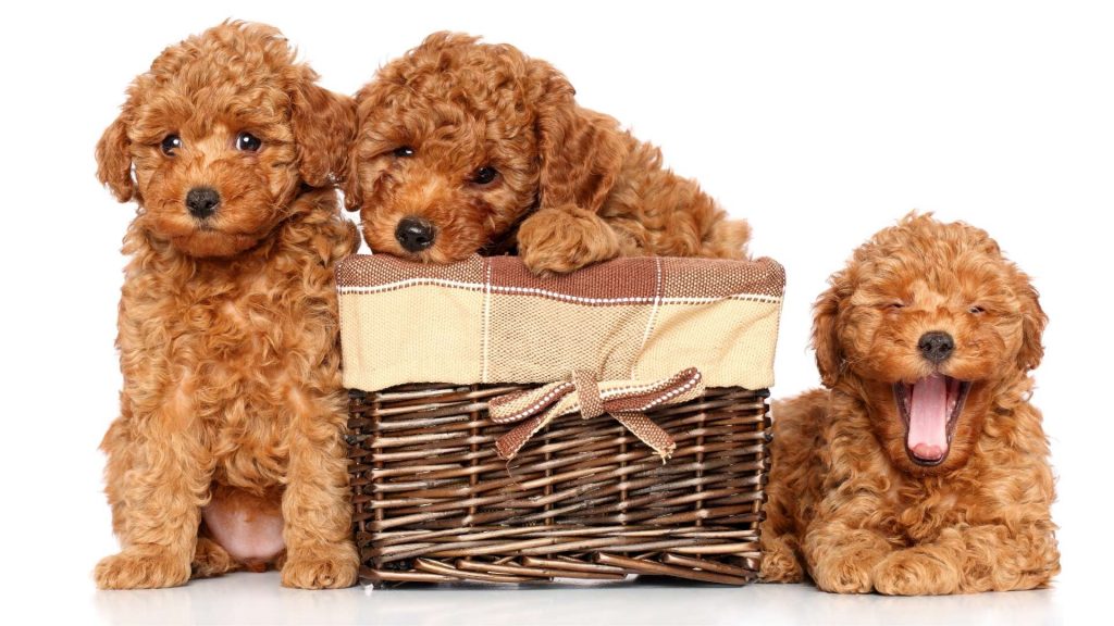 toy poodle saahiplenme istanbul