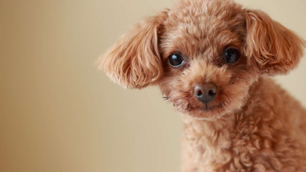 toy poodle saahiplenme ücretsiz