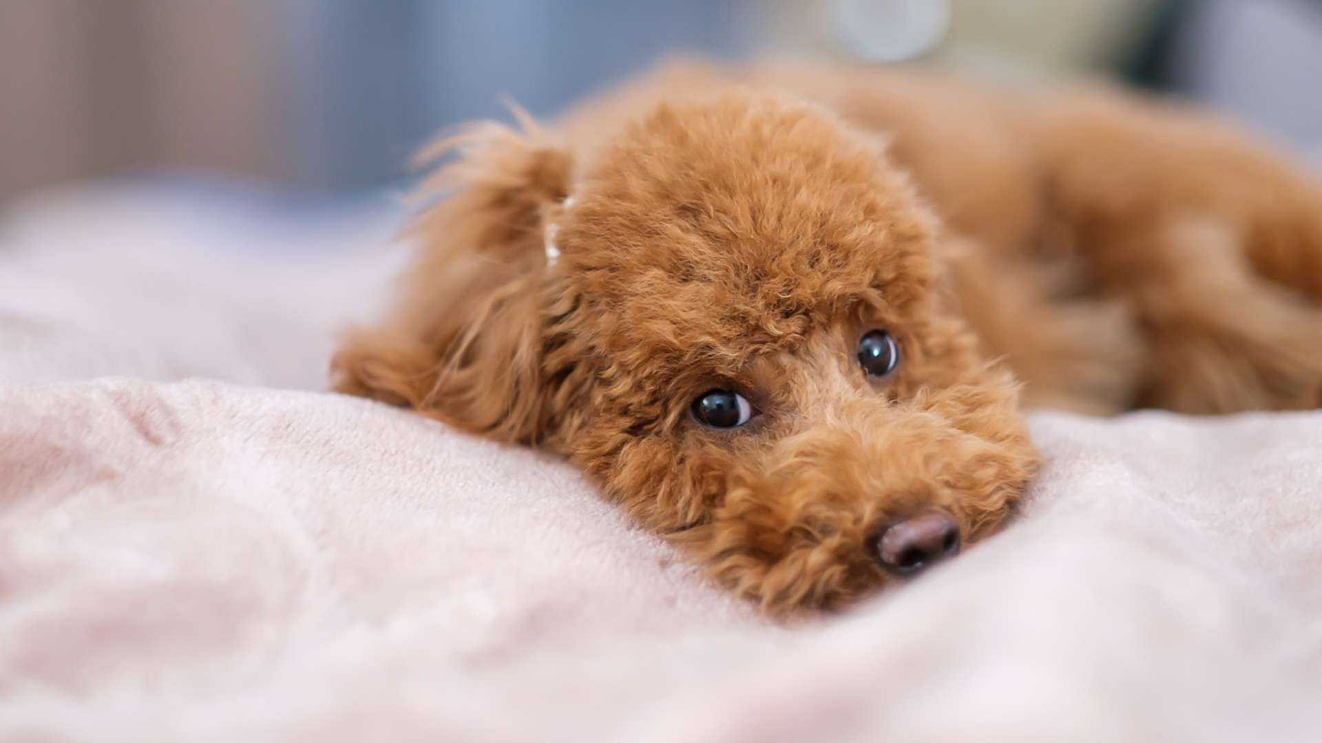 toy poodle