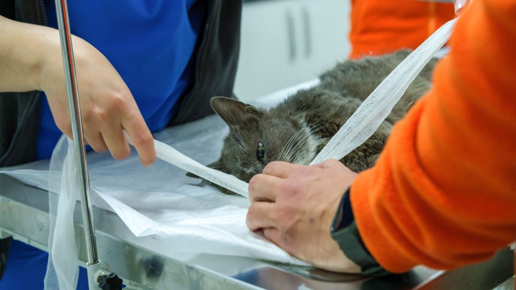 erkek kedi kısırlaştırma ameliyatı öncesi