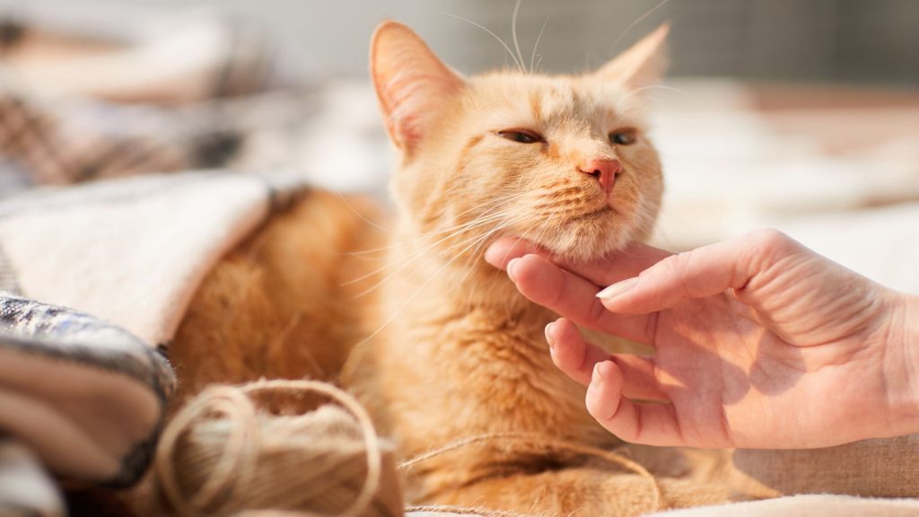 kedi bakımı nasıl olmalıdır