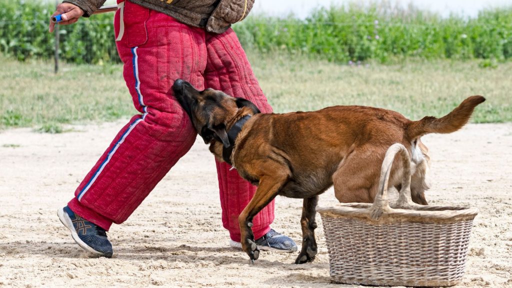 köpek ısırması