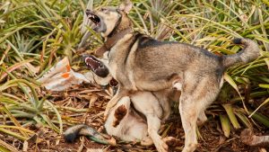 köpek kuduz belirtileri