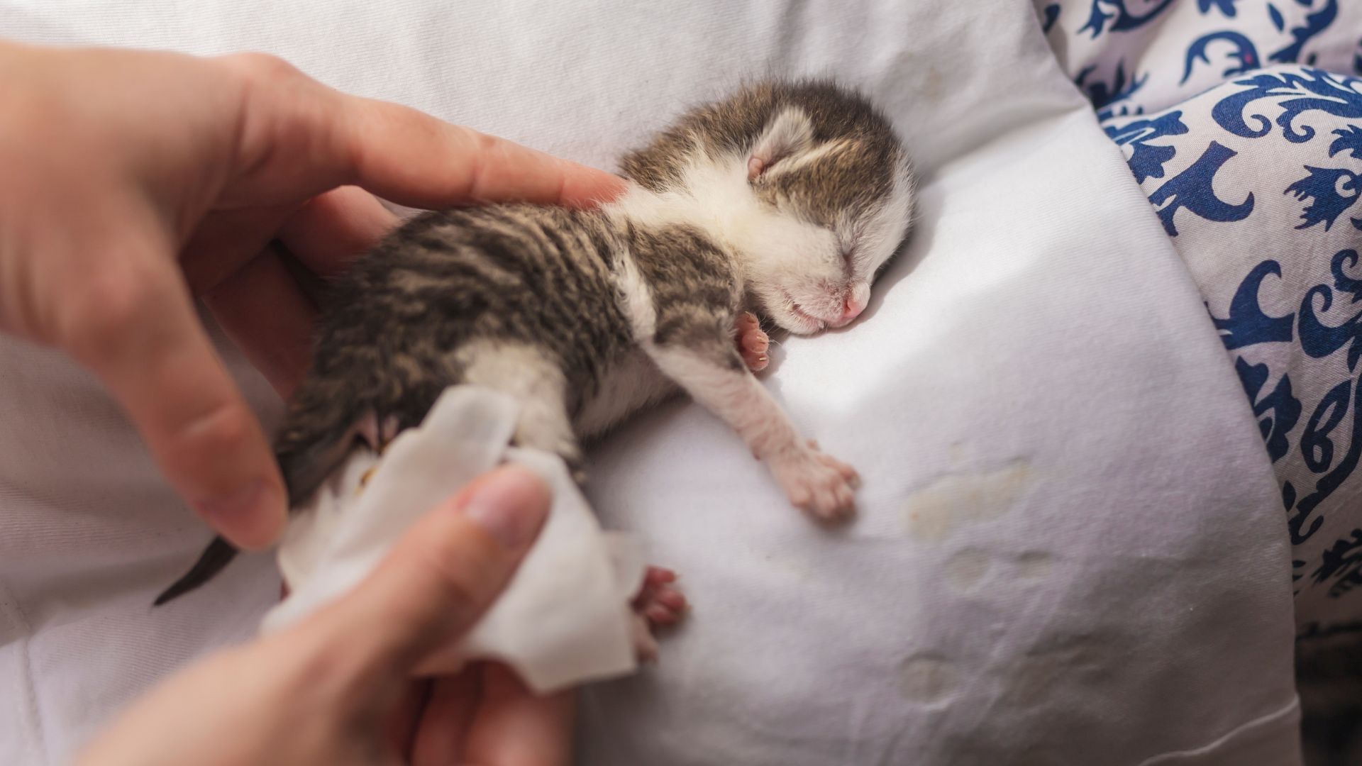 yavru kedi bakımı