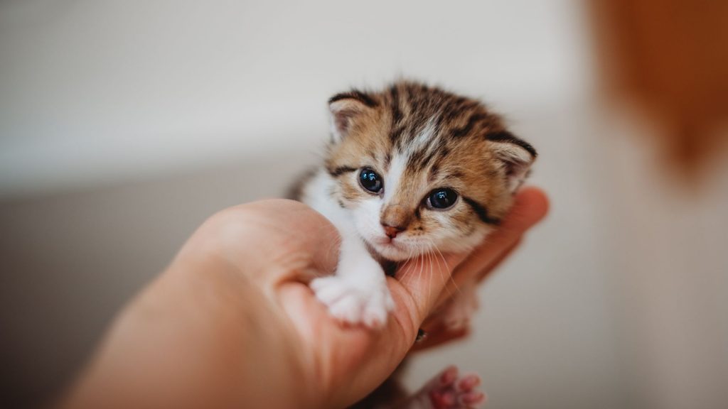 yeni doğan kedi gözleri ne zaman açılır