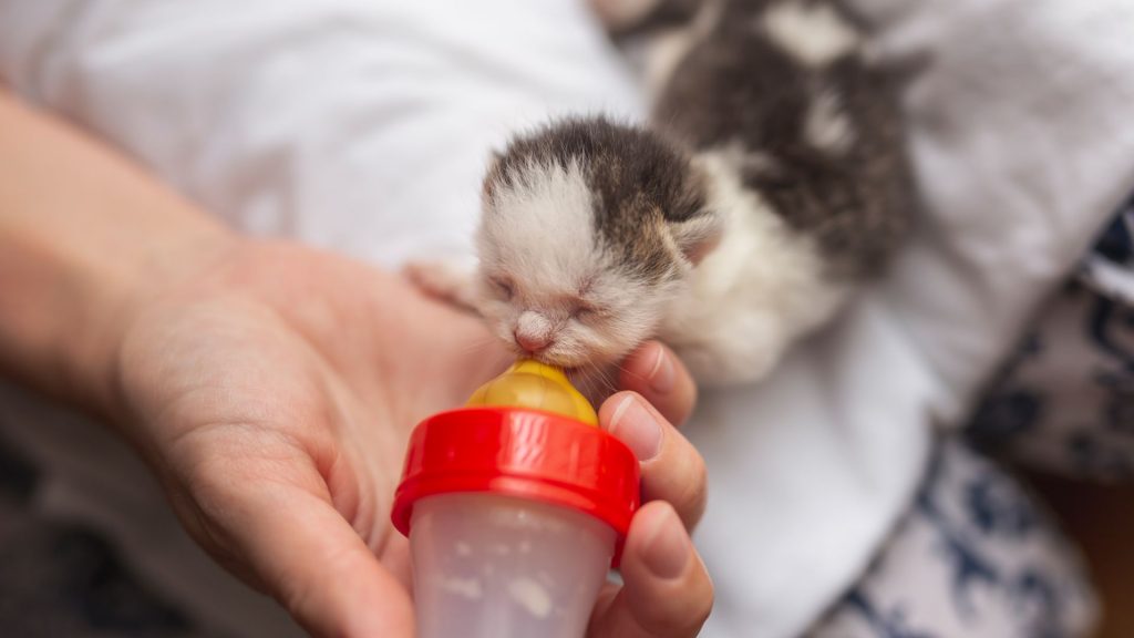 yeni doğmuş kedi nasıl beslenir